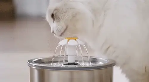 Bebedouro Automático com Filtro para Gatos e Cães
