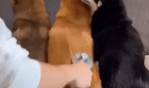 Escova Removedora de Pelos para Cães e Gatos