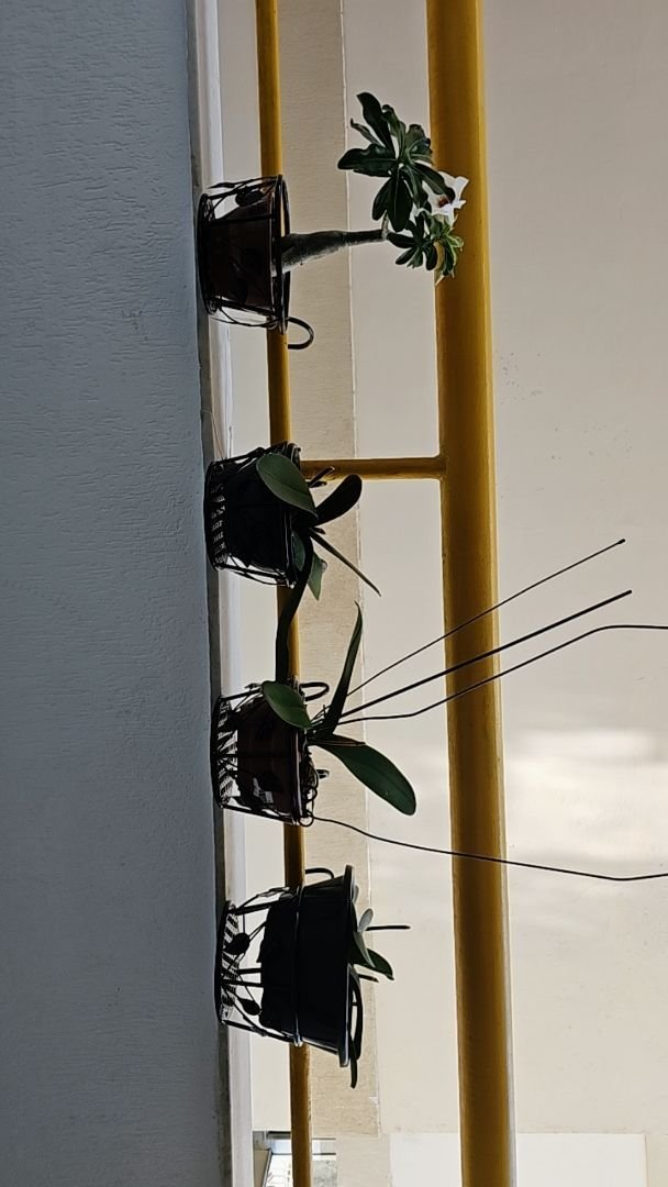 Imagem da Avaliação