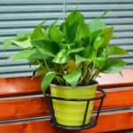 Suporte para Vasos de Plantas Sem Furar Parede