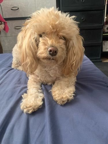 Imagem da Avaliação