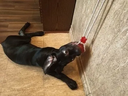 Imagem da Avaliação