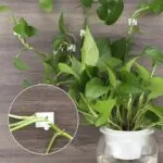 Gancho Autoadesivo para Plantas Trepadeiras com 40 Unidades - Imagem 7
