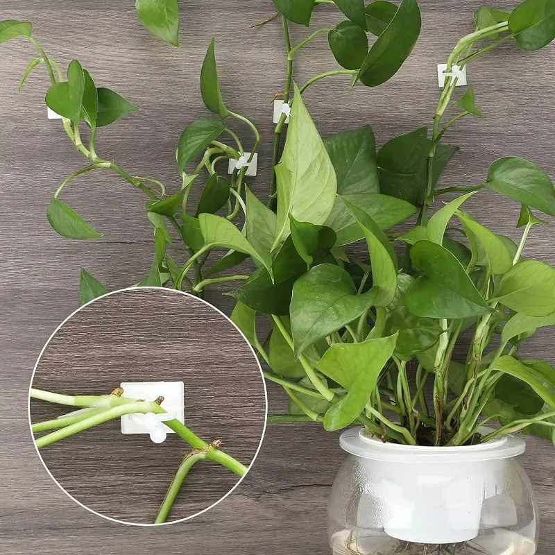 Gancho Autoadesivo para Plantas Trepadeiras com 40 Unidades - Imagem 7