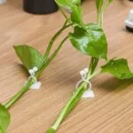 Gancho Autoadesivo para Plantas Trepadeiras com 40 Unidades - Imagem 4