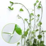 Gancho Autoadesivo para Plantas Trepadeiras com 40 Unidades - Imagem 3