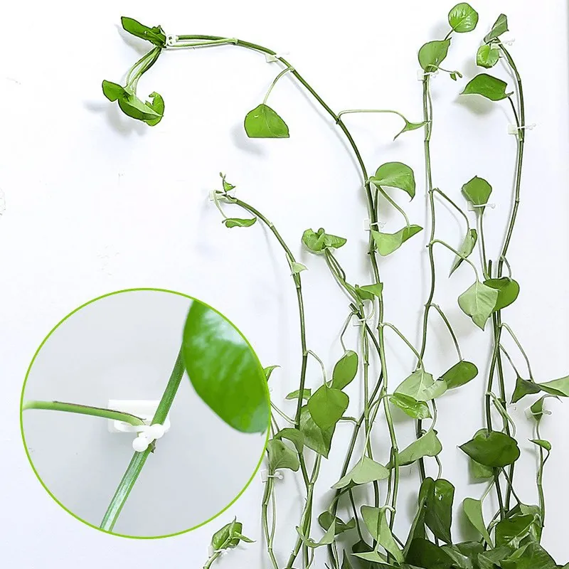 Gancho Autoadesivo para Plantas Trepadeiras com 40 Unidades - Imagem 3