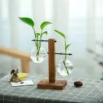 Terrário de Vidro para Plantas Hidropônicas de Mesa - Imagem 5